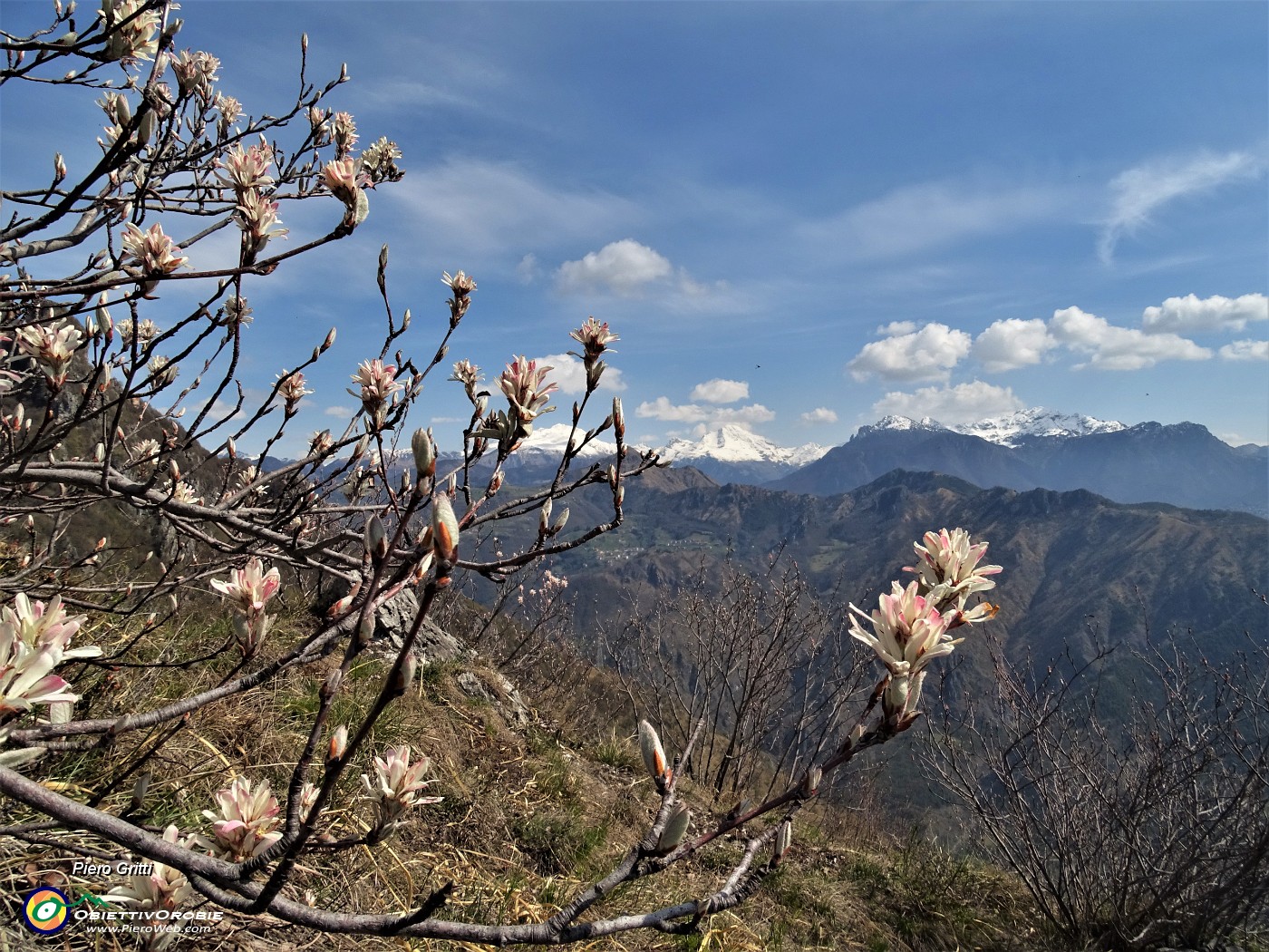 49 Bei fiori bianchi  su questa pianta .JPG